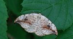 Wycinka sierpianka (Drepana falcataria)