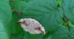 Wycinka sierpianka (Drepana falcataria)