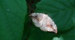 Wycinka sierpianka (Drepana falcataria)