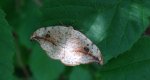 Wycinka sierpianka (Drepana falcataria)