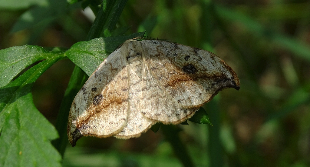 Wycinka sierpianka (Drepana falcataria)