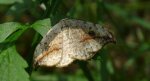 Wycinka sierpianka (Drepana falcataria)
