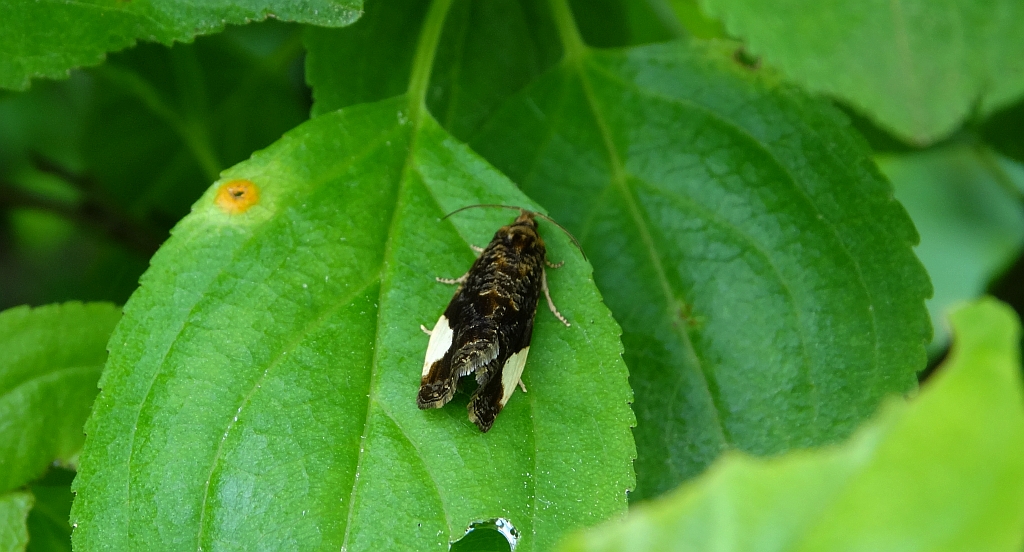 Hedya dimidiana
