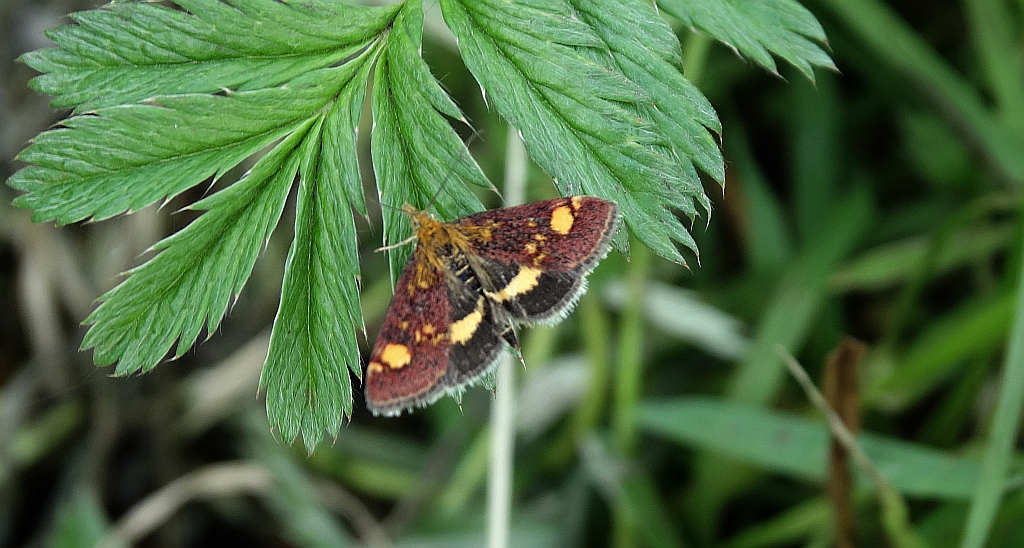 Omacnica złotowianka (Pyrausta aurata)