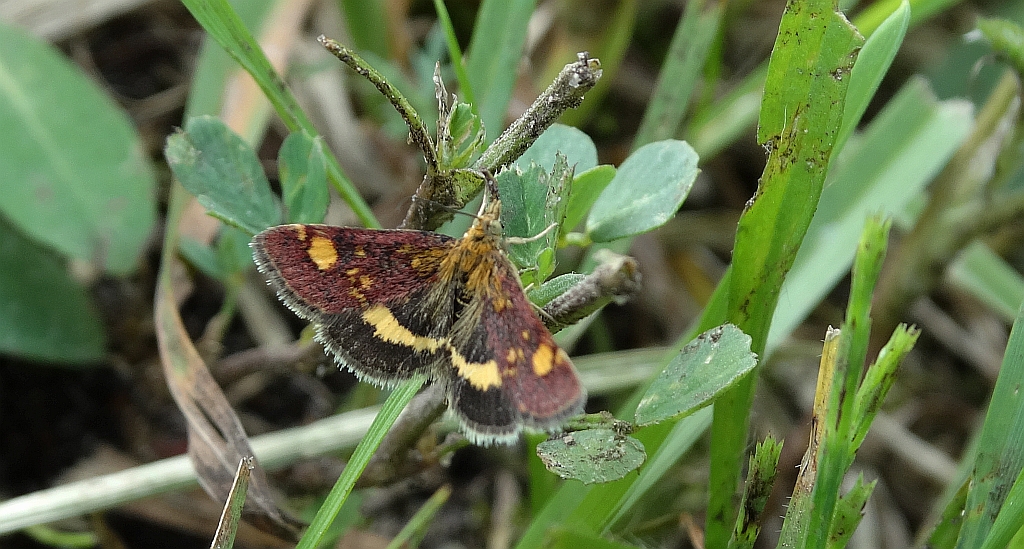Omacnica złotowianka (Pyrausta aurata)