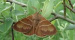 Barczatka malinówka (Macrothylacia rubi)