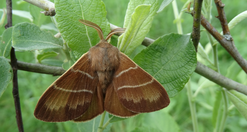 Barczatka malinówka (Macrothylacia rubi)