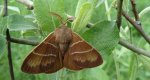 Barczatka malinówka (Macrothylacia rubi)