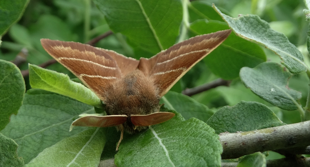 Barczatka malinówka (Macrothylacia rubi)