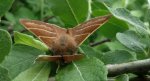 Barczatka malinówka (Macrothylacia rubi)