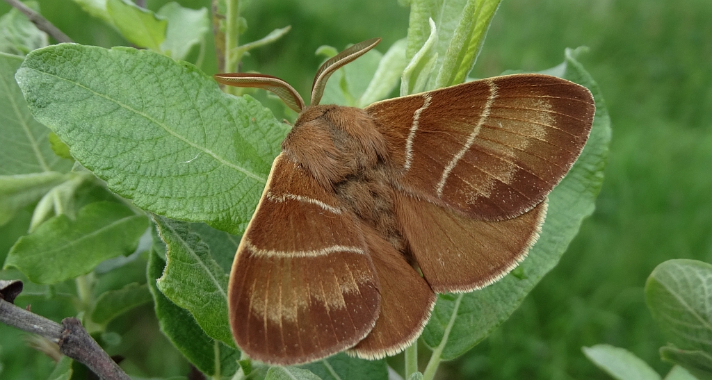 Barczatka malinówka (Macrothylacia rubi)
