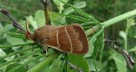 Barczatka malinówka (Macrothylacia rubi)