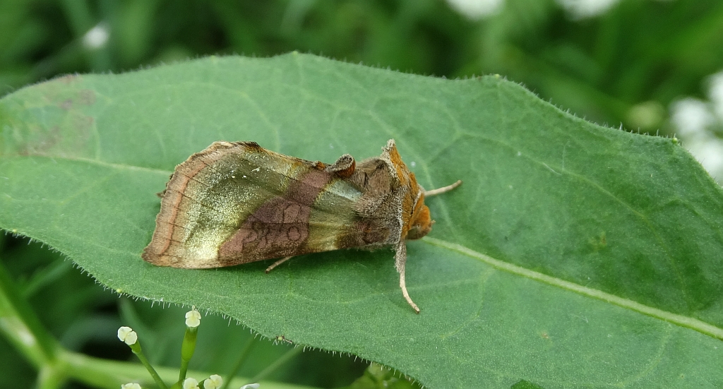 Błyszczka spiżówka  (Diachrysia chrysitis)