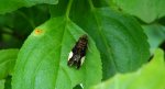 Hedya dimidiana