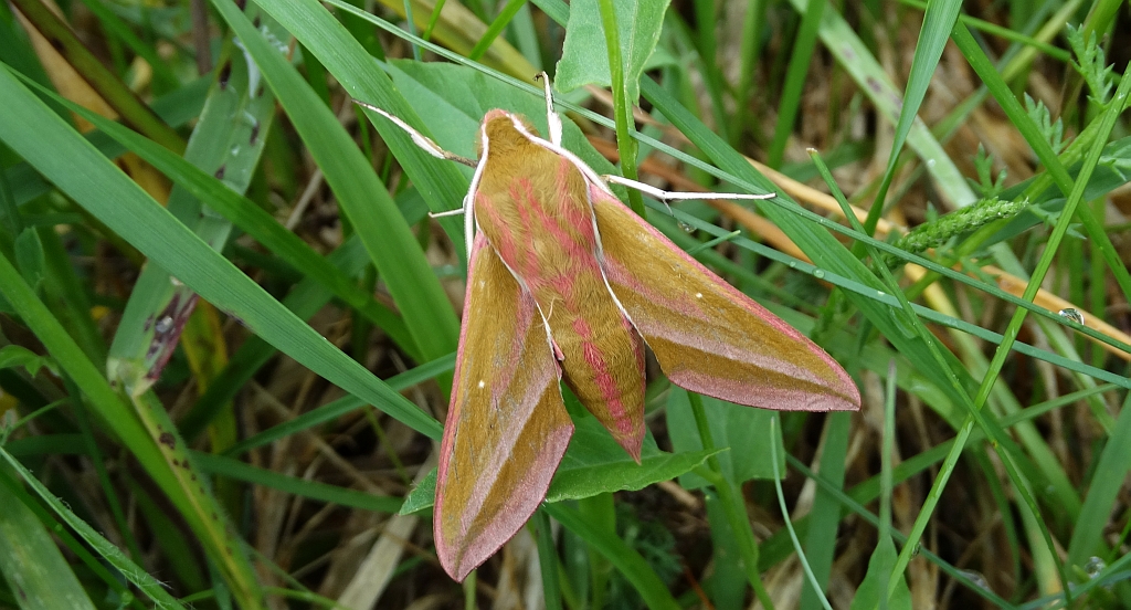 Zmrocznik gładysz (Deilephila elpenor)