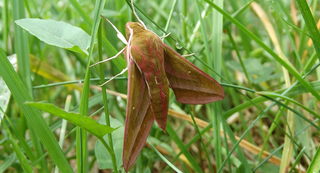 Zmrocznik gładysz (Deilephila elpenor)