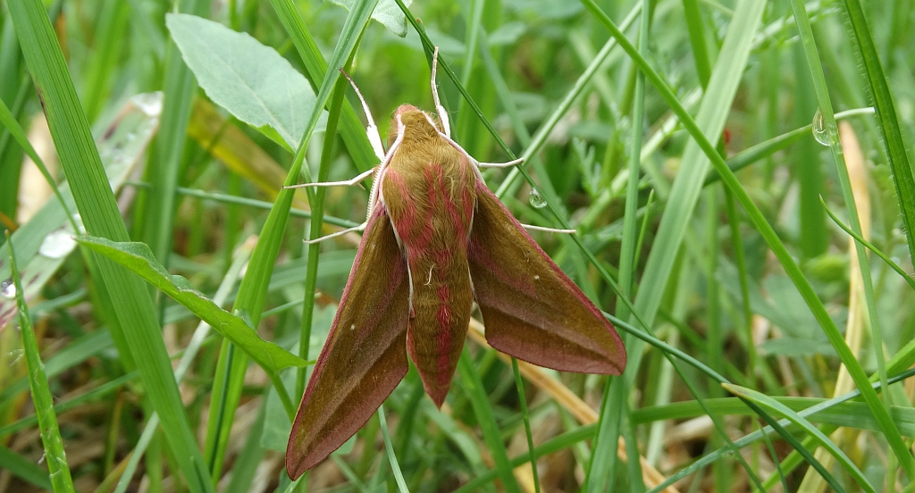 Zmrocznik gładysz (Deilephila elpenor)