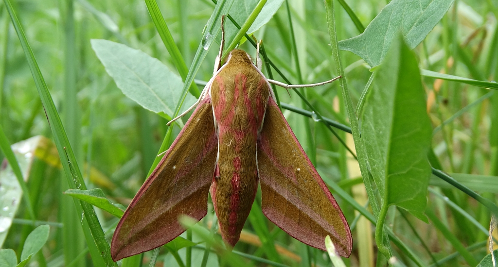 Zmrocznik gładysz (Deilephila elpenor)