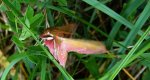 Zmrocznik gładysz (Deilephila elpenor)