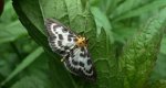 Przezierka pokrzywianka (Anania hortulata)