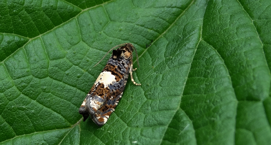 Epiblema scutulana