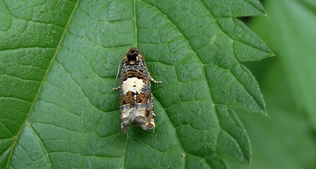 Epiblema scutulana