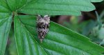 Celypha lacunana