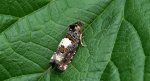 Epiblema scutulana