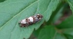 Epiblema scutulana