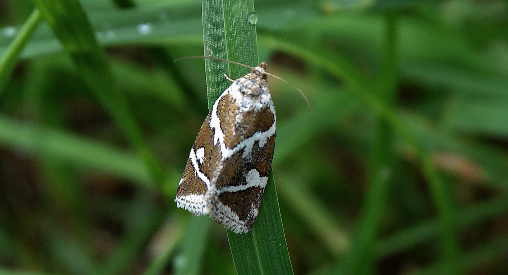 Deltote bankiana