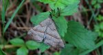 Rozszczepka śnicianka (Hypena proboscidalis)