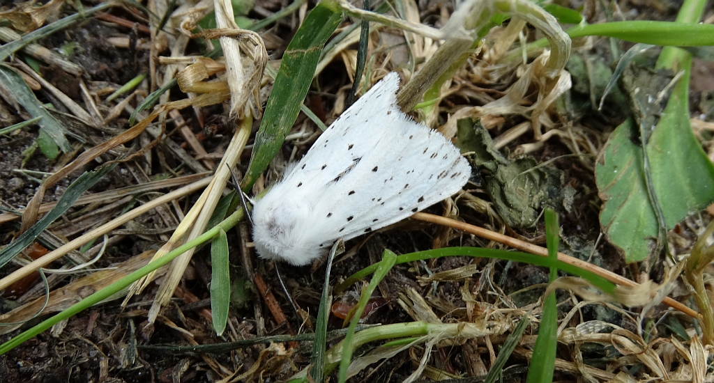 Szewnica miętówka (Spilosoma lubricipeda)