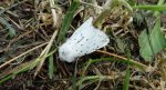 Szewnica miętówka (Spilosoma lubricipeda)