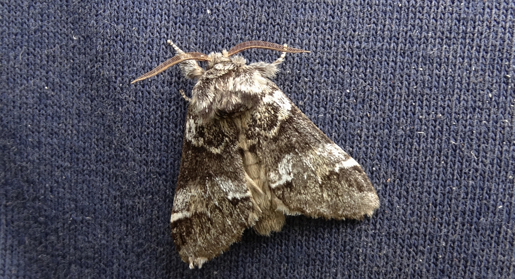 Dąbrówka dodona (Drymonia dodonaea)