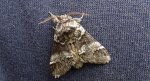Dąbrówka dodona (Drymonia dodonaea)