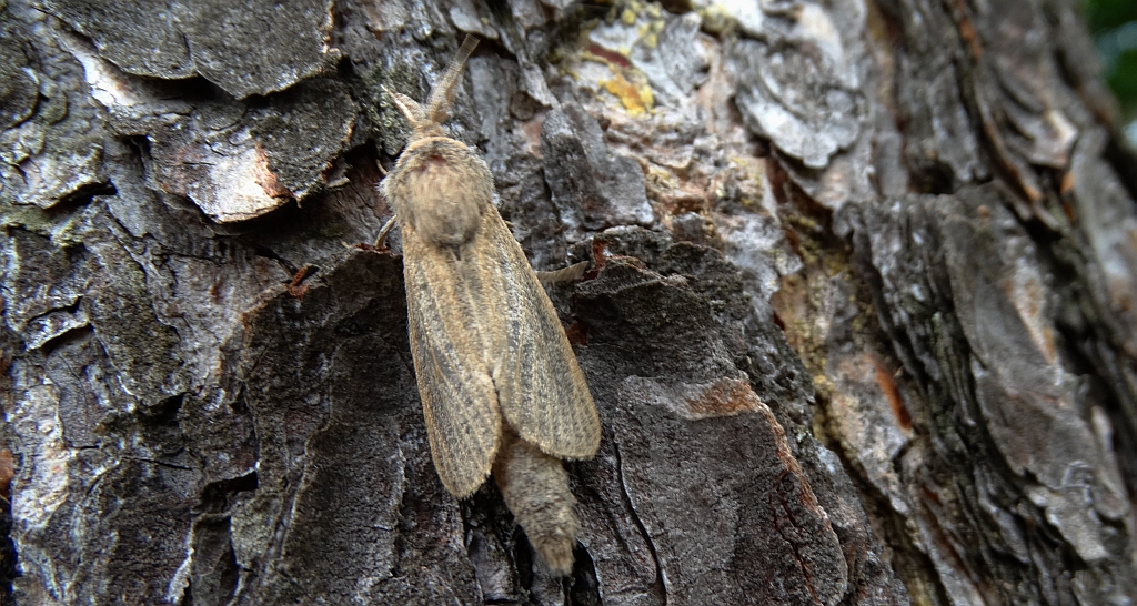 Phragmataecia castaneae