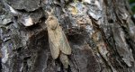 Phragmataecia castaneae