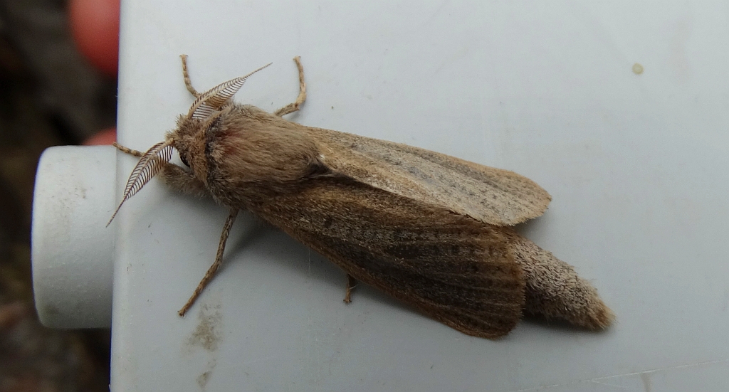 Phragmataecia castaneae