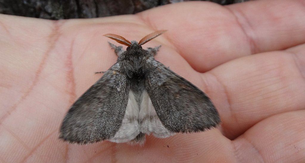 Szczotecznica szarawka (Calliteara pudibunda)