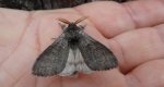 Szczotecznica szarawka (Calliteara pudibunda)