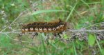 Barczatka napójka (Euthrix potatoria)