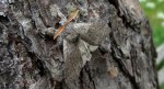 Szczotecznica szarawka (Calliteara pudibunda)
