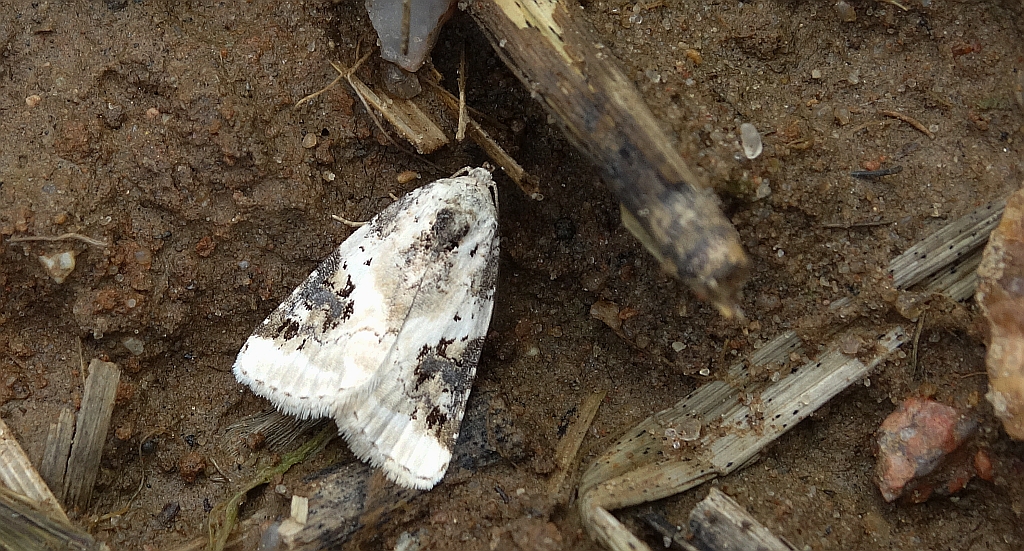 Pseudeustrotia candidula