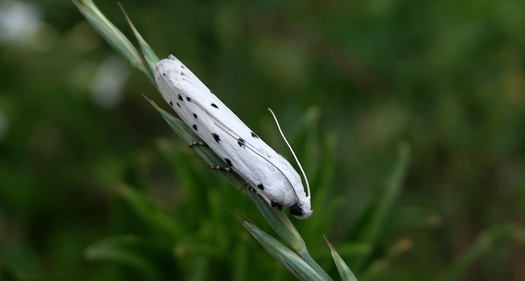 Namiotnik trzmieliniaczek (Yponomeuta cagnagella)