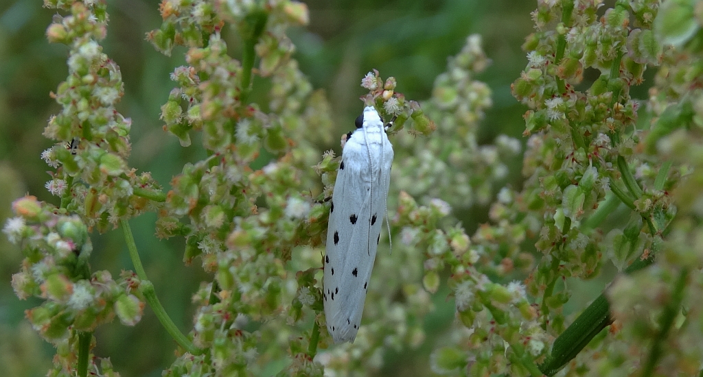 Namiotnik trzmieliniaczek (Yponomeuta cagnagella)