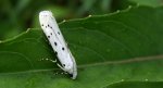Namiotnik trzmieliniaczek (Yponomeuta cagnagella)