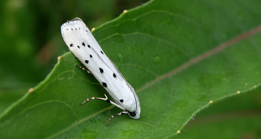 Namiotnik trzmieliniaczek (Yponomeuta cagnagella)