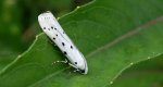 Namiotnik trzmieliniaczek (Yponomeuta cagnagella)