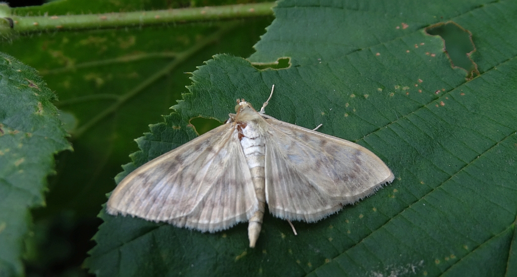 Boczanka brązowianka (Pleuroptya ruralis)