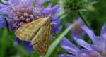 Sitochroa verticalis